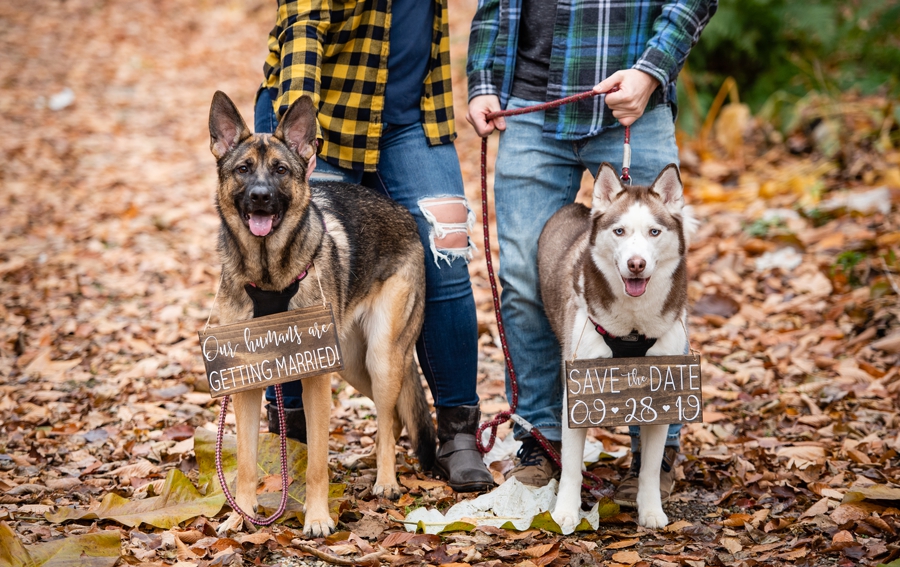 dogs at engagement session 
