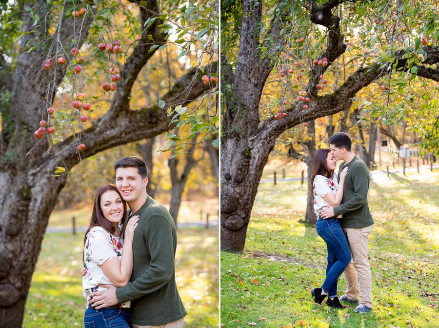 apple tree engagement session in Fall
