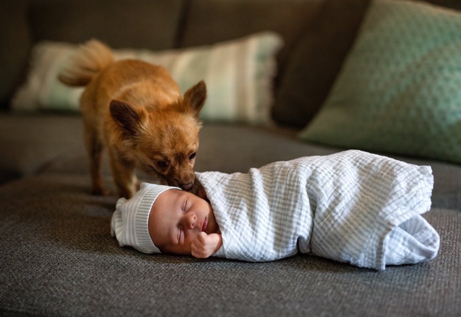 dog & newborn session 