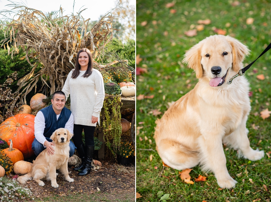 Puppy engagement session 
