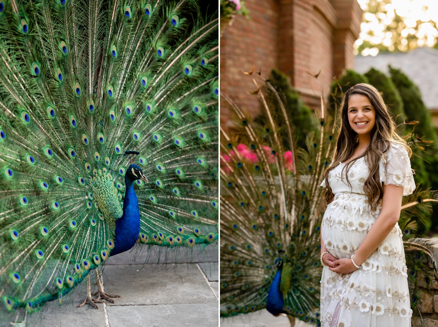 maternity photos with peacock 